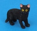 Tc2382 - Gato negro