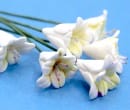 Tc0964 - Flores blancas