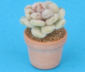 Sm8010 - Cactus