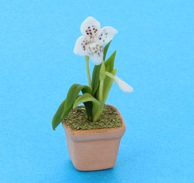 Sm8410 - Vaso con orchidea