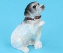Tc1991 - Jack Russell terrier dog