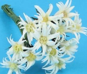 Fw2021 - Fleurs blanches