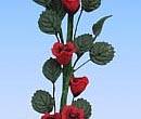 Tc0906 - Rote Kletterpflanze